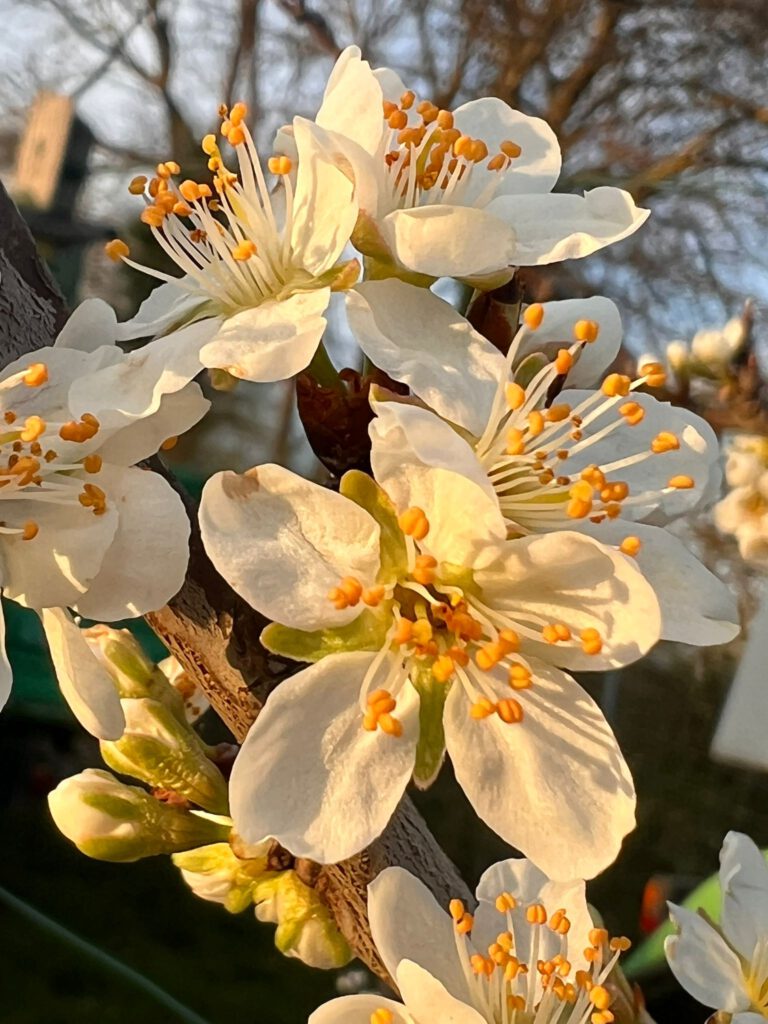 Blüten