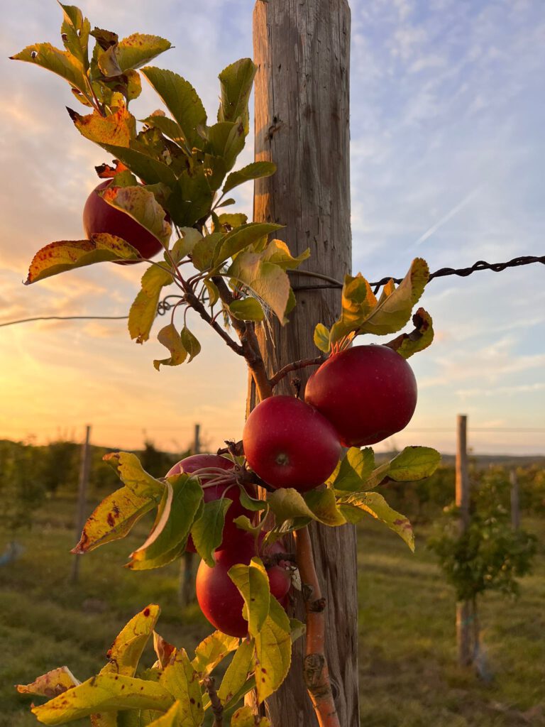 Äpfel im Sonnenuntergang